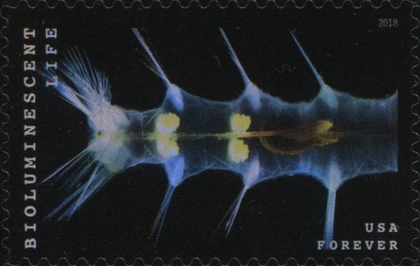 Bioluminescent Life: Marine Worm