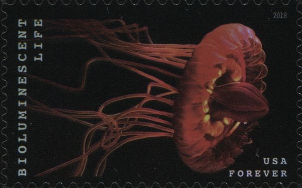 Bioluminescent Life: Crown Jellyfish