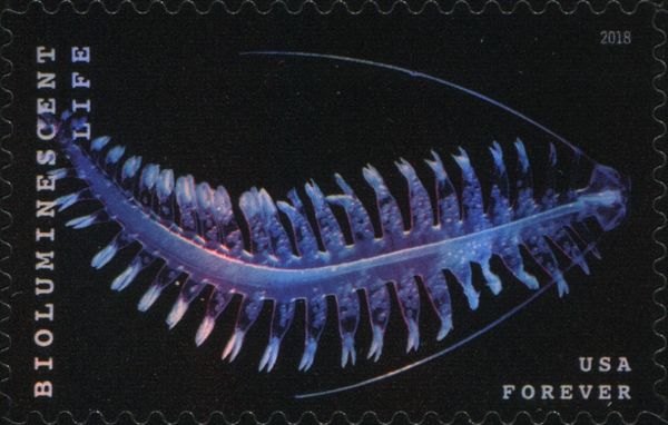 Bioluminescent Life: Marine Worm