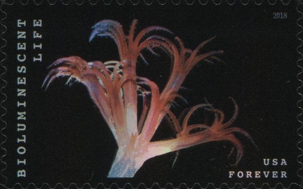 Bioluminescent Life: Sea Pen