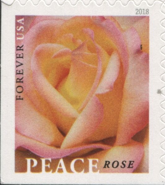 Peace Rose