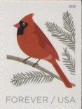 Northern Cardinal (Cardinalis cardinalis)