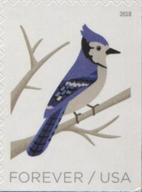 Blue Jay (Cyanocitta cristata)