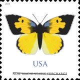 California Dogface (Zerene eurydice)