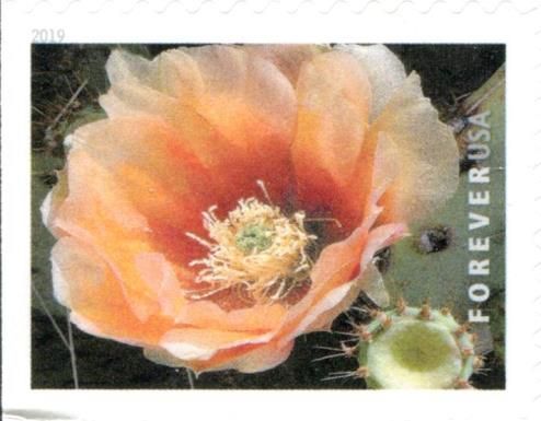 Texas Prickly Pear (Opuntia engelmannii)