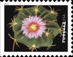 Thelocactus heterochromus
