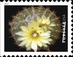 Parodia microsperma