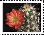 Scarlet Hedgehog Cactus (Echinocereus coccineus)