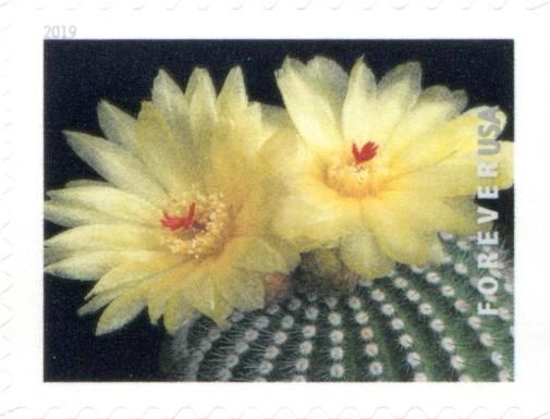 Parodia scopa