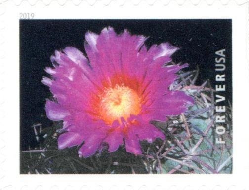 Devilshead (Echinocactus horizonthalonius)