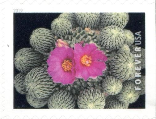 Pelecyphora aselliformis
