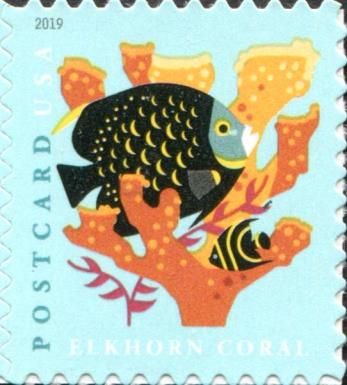 Elkhorn Coral, French Angelfish