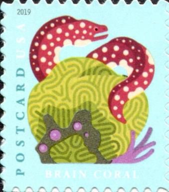 Grooved Brain Coral, Spotted Moray