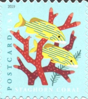 Staghorn Coral, Blue Striped Grunt