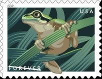 Squirrel Tree Frog (Hyla squirella)