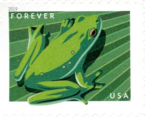 American Green Tree Frog (Hyla cinera)