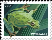 Pacific Tree Frog (Pseudacris regilla)