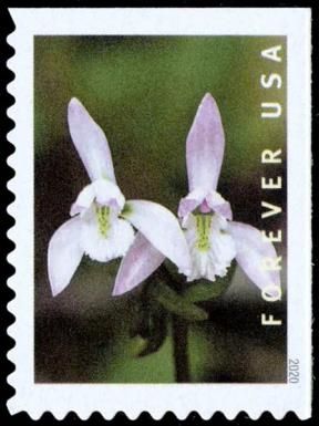 Three Birds Orchid (Triphora trianthophoros)