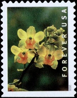 Yellow Cow Horn Orchid (Cyrtopodium polyphyllum)