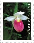 Showy Lady's Slipper (Cypripedium reginae)