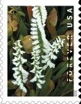 Marsh Lady's Tresses (Spiranthes odorata)