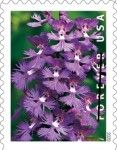 Greater Purple Fringed Bog Orchid (Platanthera grandiflora)