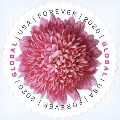 Chrysanthemum