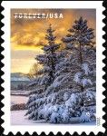 Pine Trees Covered in Snow