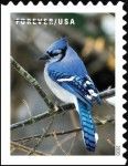 Blue Jay (Cyanocitta cristata)