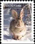 Cottontail Rabbit (Sylvilagus sp.)