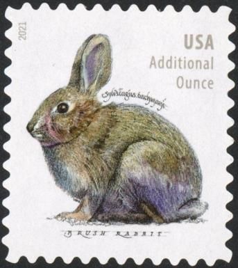Brush Rabbit (Sylvilagus bachmani)