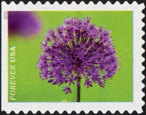 Onion (Allium)
