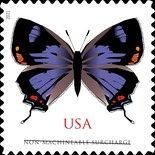 Colorado Hairstreak (Hypaurotis crysalus)