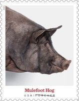 Mulefoot Hog