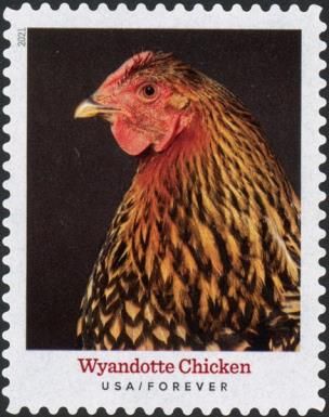 Wyandotte Chicken