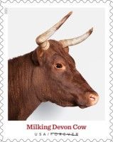 Milking Devon Cow