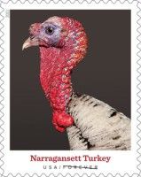 Narragansett Turkey