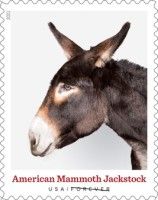 American Mammoth Jackstock