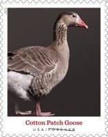 Cotton Patch Goose