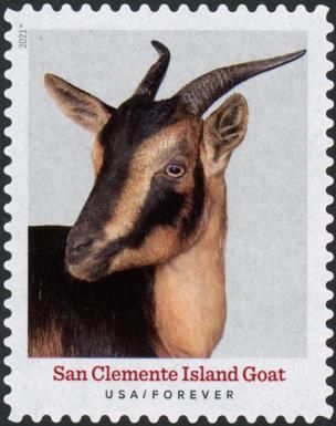 San Clemente Island Goat