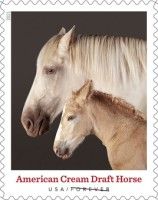 American Cream Draft Horse