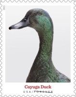 Cayuga Duck