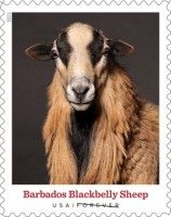 Barbados Blackbelly Sheep