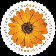 African Daisy