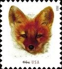 Red Fox (Vulpes vulpes)
