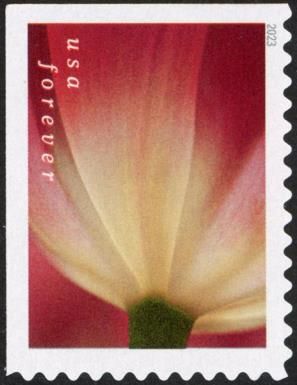 Tulip Blossoms