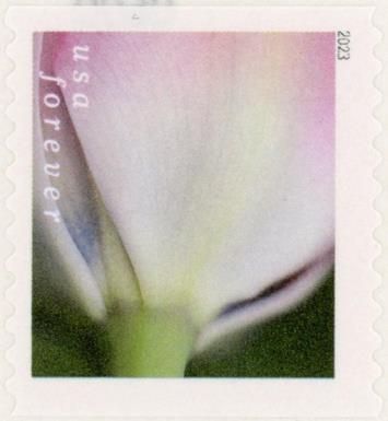 Tulip Blossoms