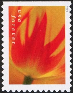 Tulip Blossoms