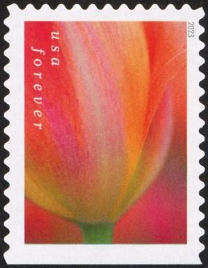 Tulip Blossoms