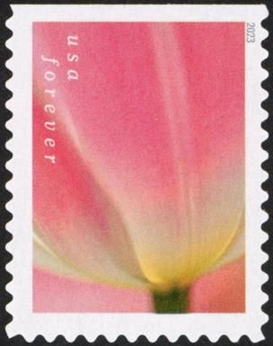 Tulip Blossoms